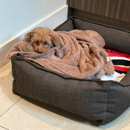 WhatsApp Image 2026-02-11 at 5.17.03 AM